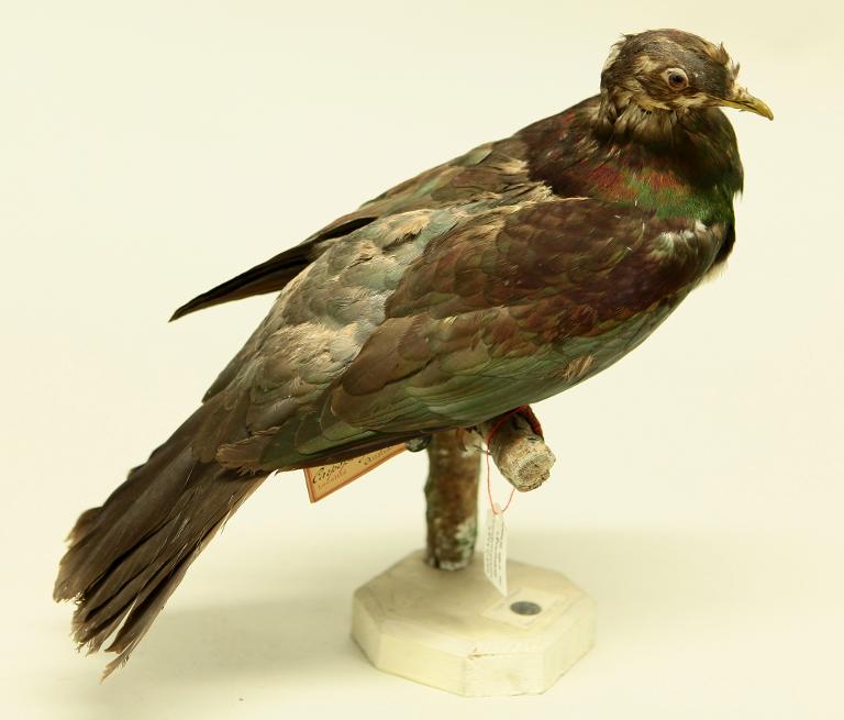 animal naturalisé : oiseau : Carpophage de Nelle Zélande