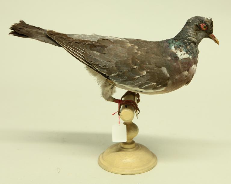 animal naturalisé : oiseau : Pigeon ramier