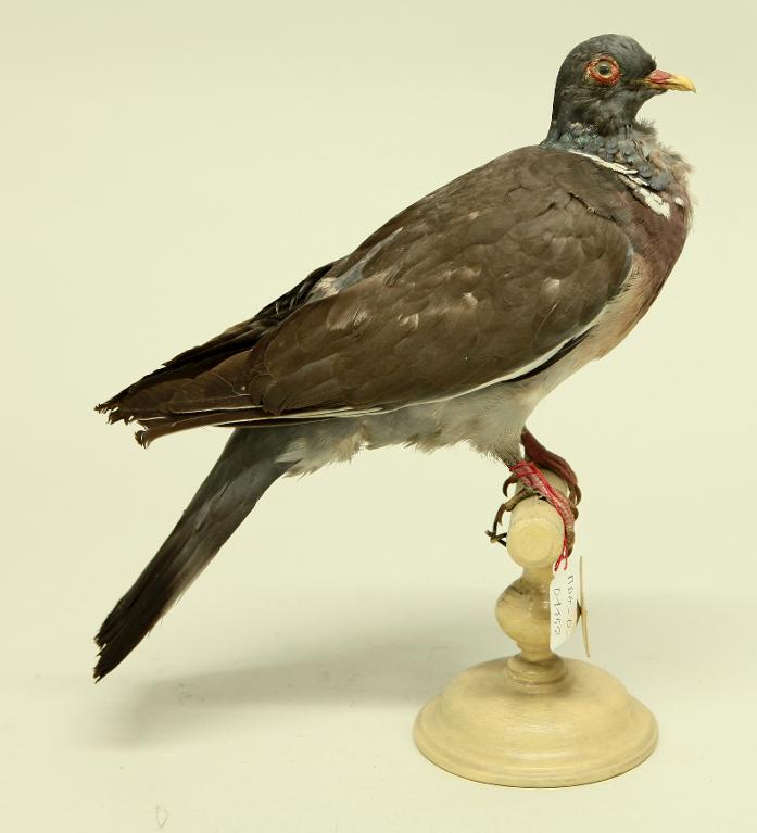 animal naturalisé : oiseau : Pigeon ramier