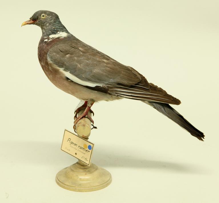 animal naturalisé : oiseau : Pigeon ramier