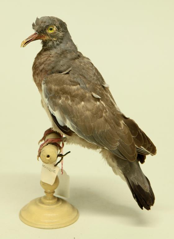 animal naturalisé : oiseau : Pigeon ramier