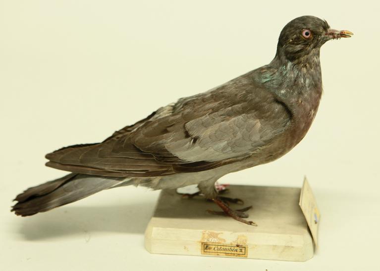 animal naturalisé : oiseau : Pigeon colombin