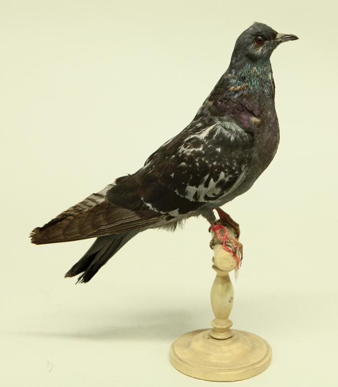 animal naturalisé : oiseau : Pigeon biset