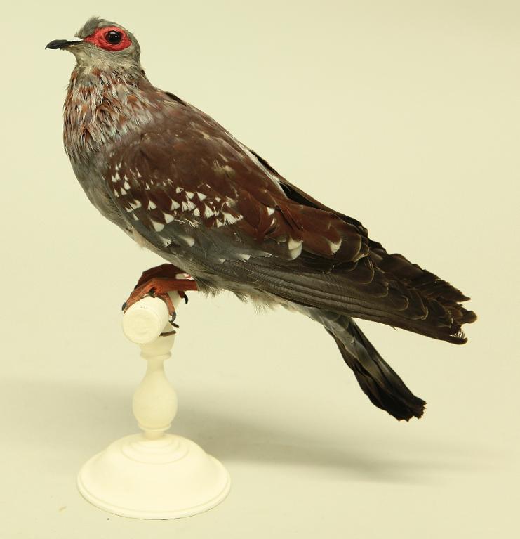 animal naturalisé : oiseau : Pigeon de Guinée