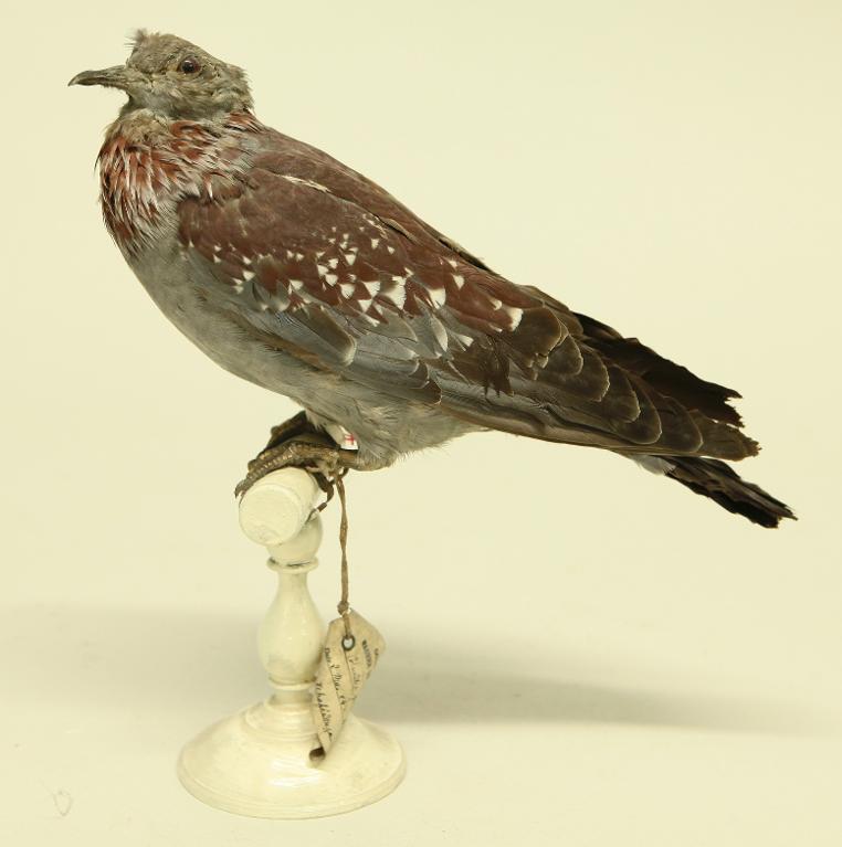 animal naturalisé : oiseau : Pigeon de Guinée