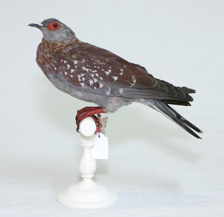 animal naturalisé : oiseau : Pigeon de Guinée