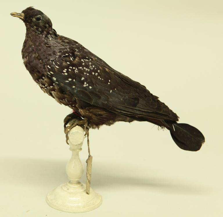 animal naturalisé : oiseau : Pigeon rameron