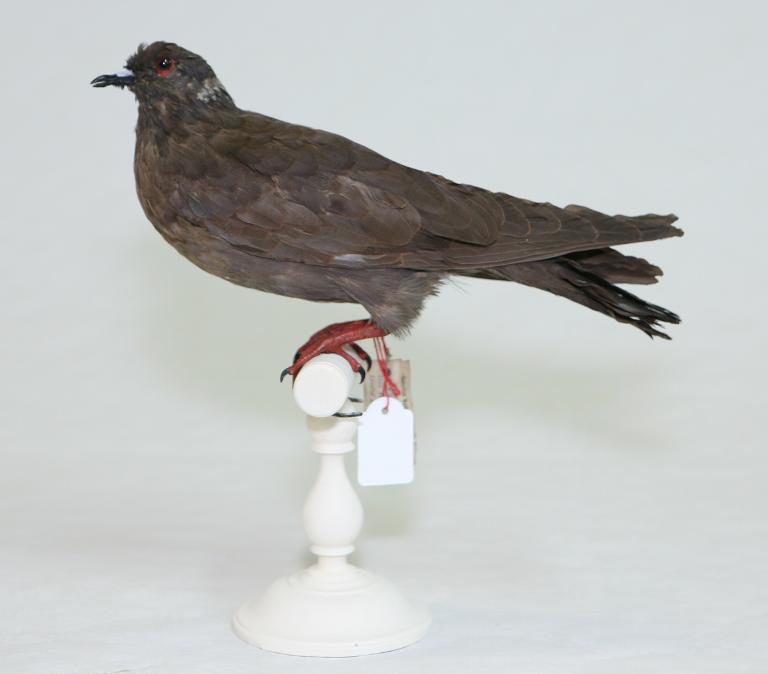 animal naturalisé : oiseau : Pigeon à collier blanc