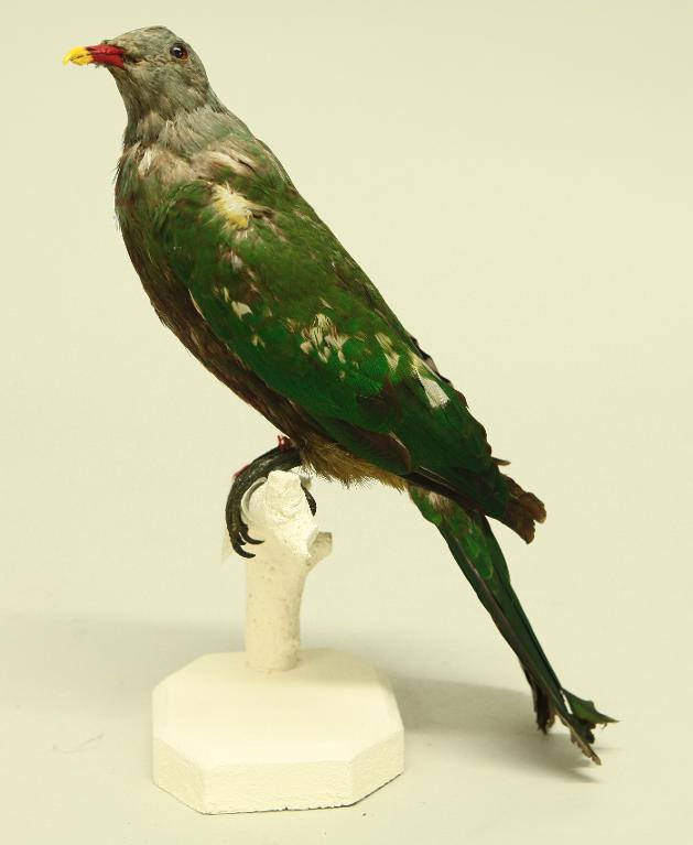 animal naturalisé : oiseau : Ptilope magnifique