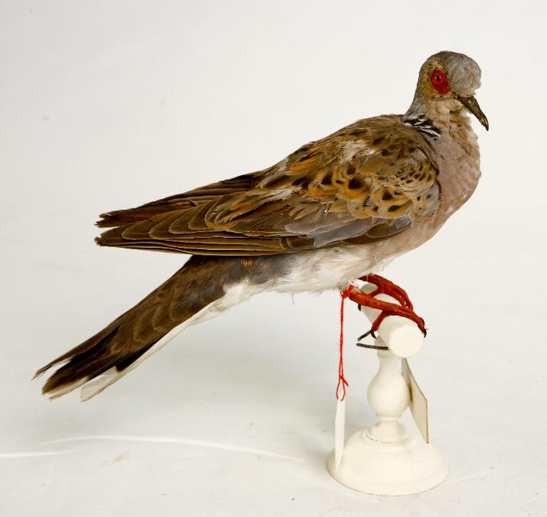 animal naturalisé : oiseau : Tourterelle des bois