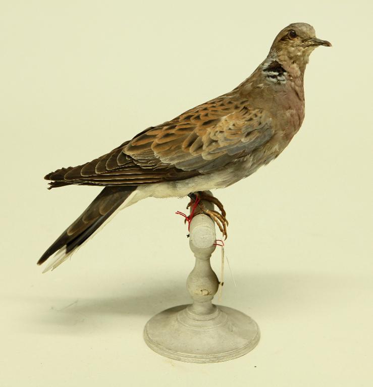 animal naturalisé : oiseau : Tourterelle des bois