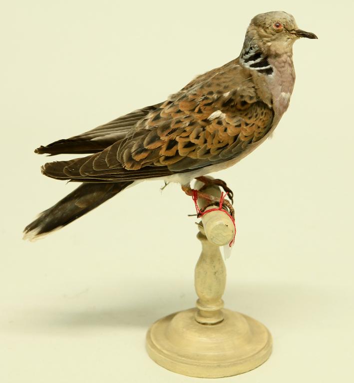 animal naturalisé : oiseau : Tourterelle des bois