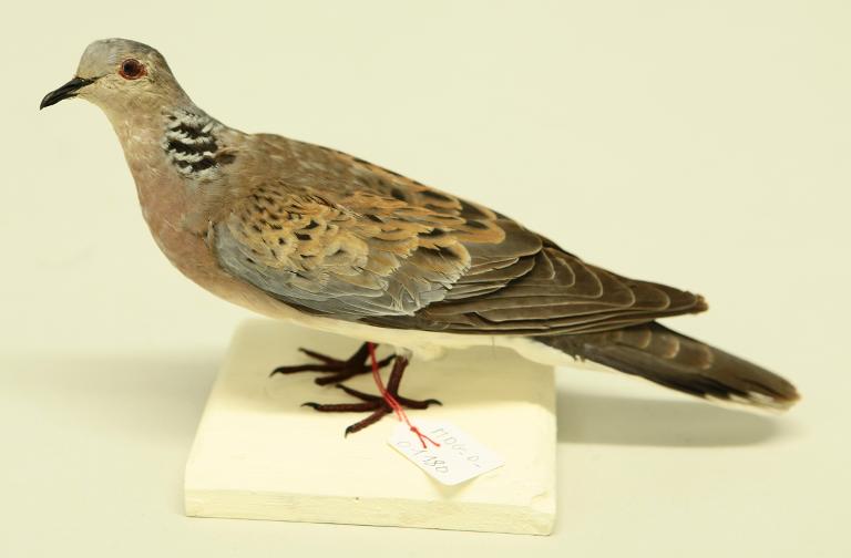 animal naturalisé : oiseau : Tourterelle des bois