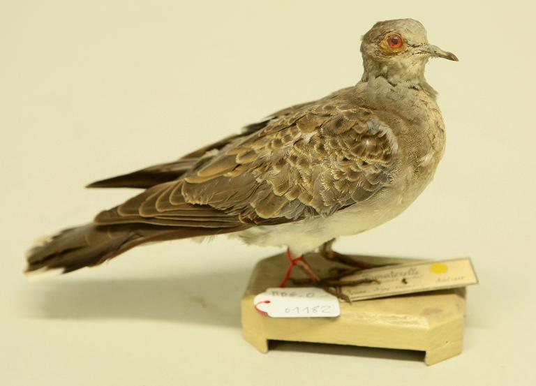 animal naturalisé : oiseau : Tourterelle des bois