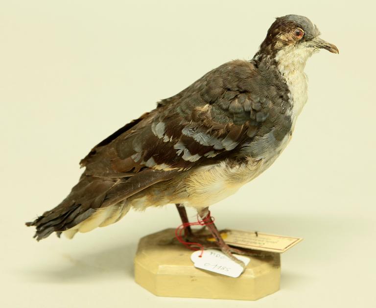 animal naturalisé : oiseau : Gallicolombe poignardée