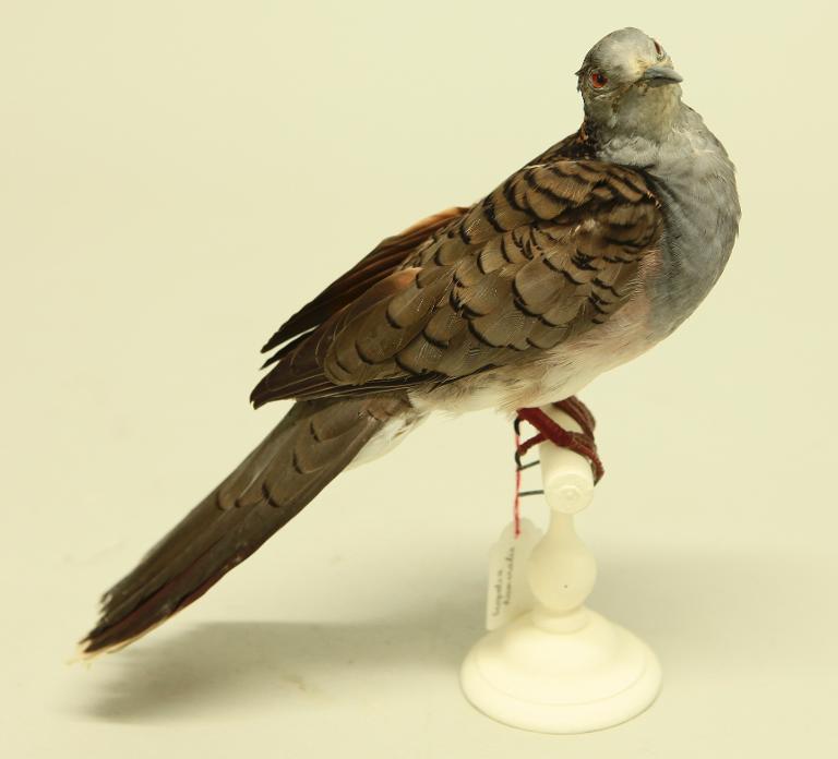 animal naturalisé : oiseau : Géopélie à nuque rousse