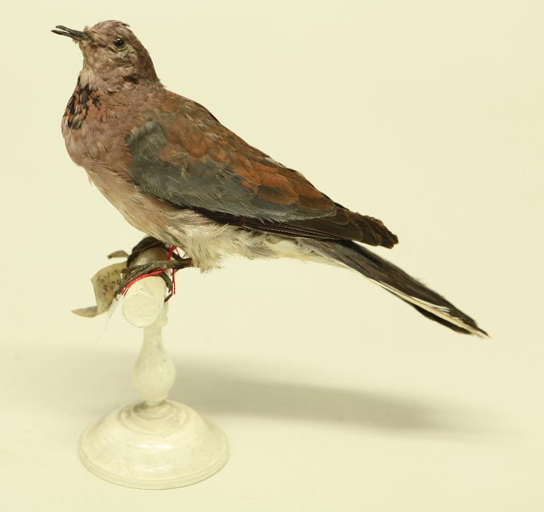 animal naturalisé : oiseau : Tourterelle maillée