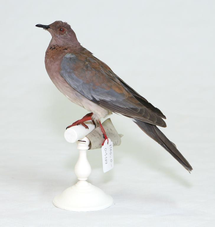 animal naturalisé : oiseau : Tourterelle maillée