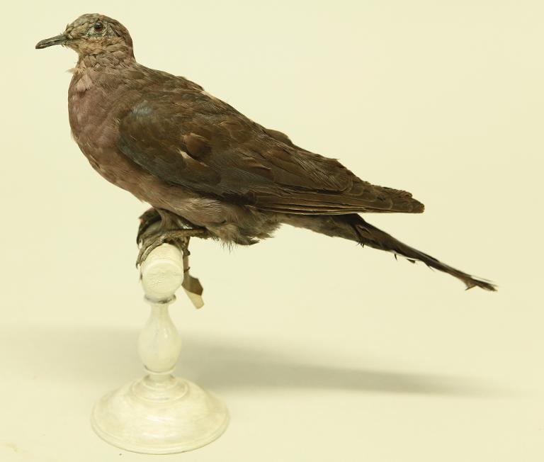 animal naturalisé : oiseau