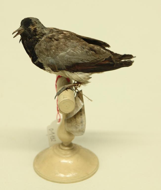 animal naturalisé : oiseau : Tourterelle masquée