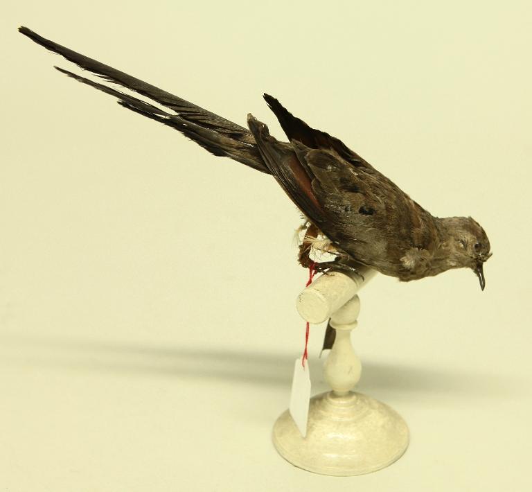 animal naturalisé : oiseau : Tourterelle masquée