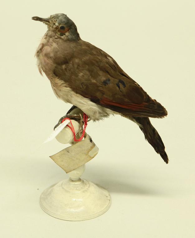 animal naturalisé : oiseau : Tourterelle à bec rouge