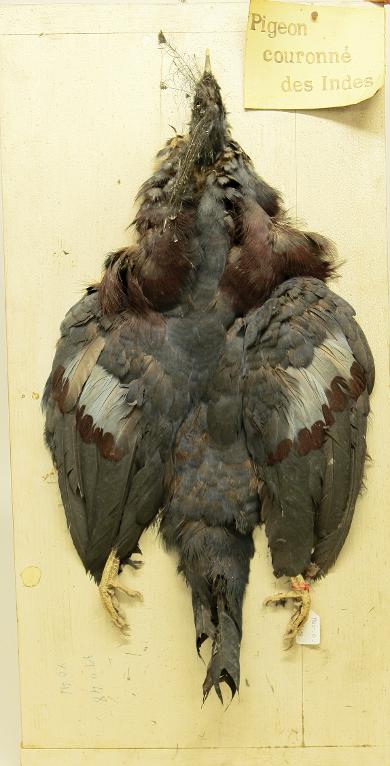 animal naturalisé : oiseau : Goura couronné