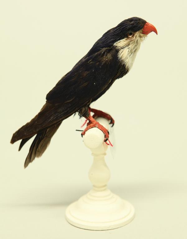 animal naturalisé : oiseau : Lori nonnette