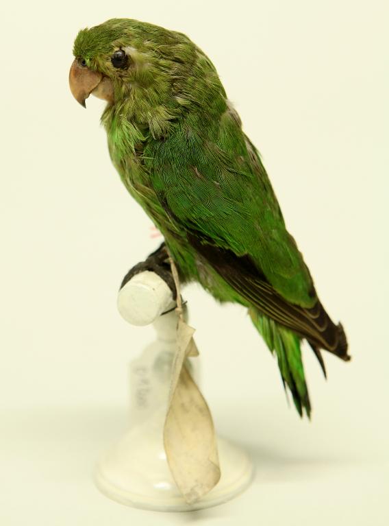 animal naturalisé : oiseau : Inséparable d'Abyssinie