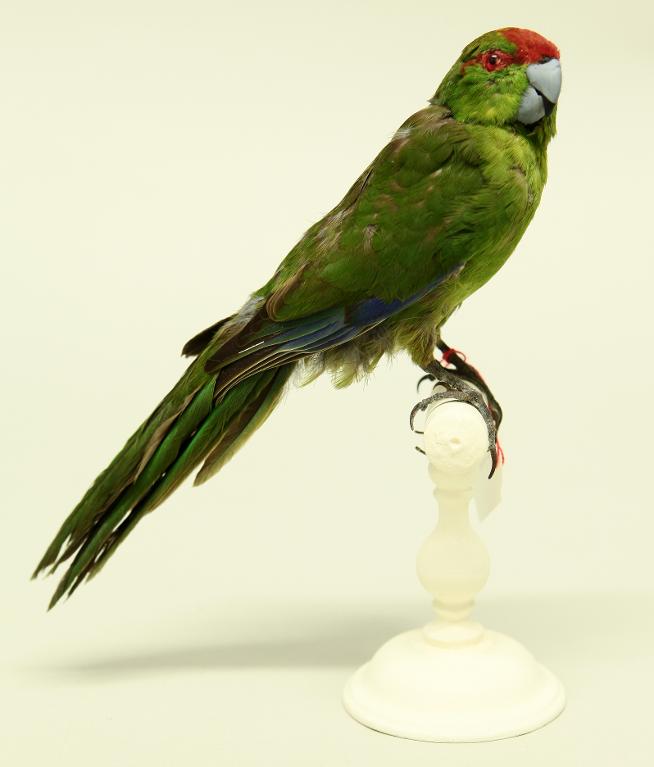 animal naturalisé : oiseau : Perruche de Sparrman