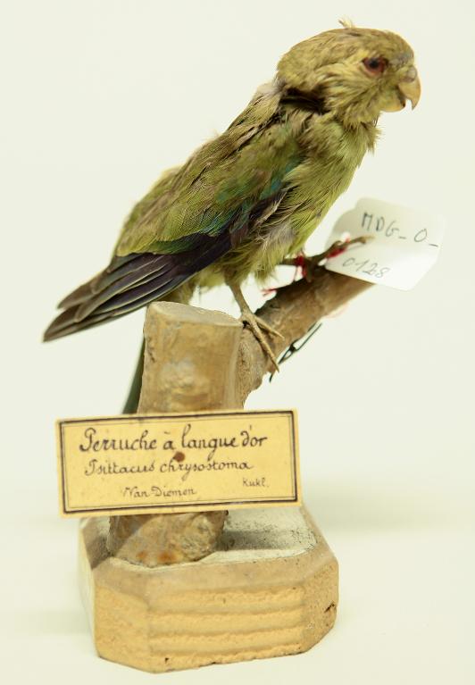 animal naturalisé : oiseau : Perruche élégante