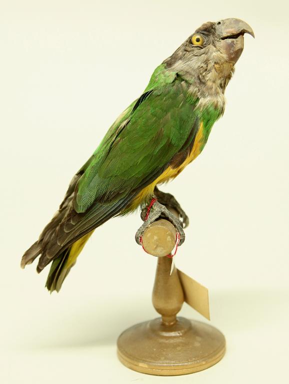 : oiseau : Perroquet youyou