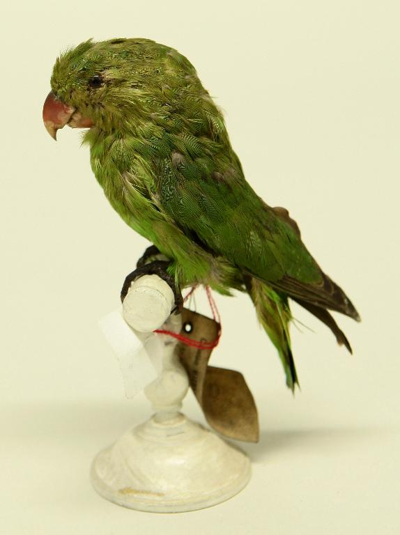 animal naturalisé : oiseau : Inséparable d'Abyssinie