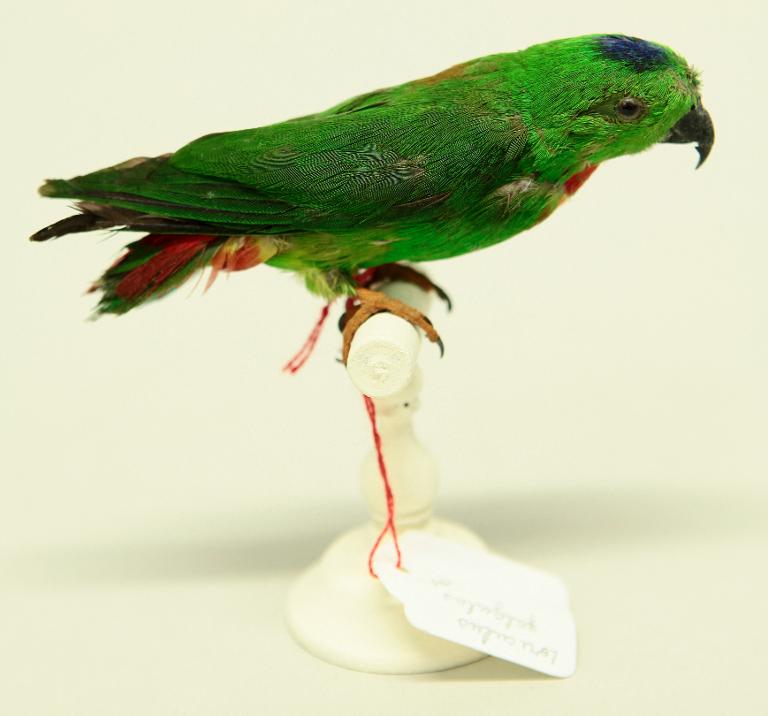 animal naturalisé : oiseau : Coryllis à calotte bleue