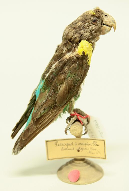 animal naturalisé : oiseau : Perroquet de Meyer