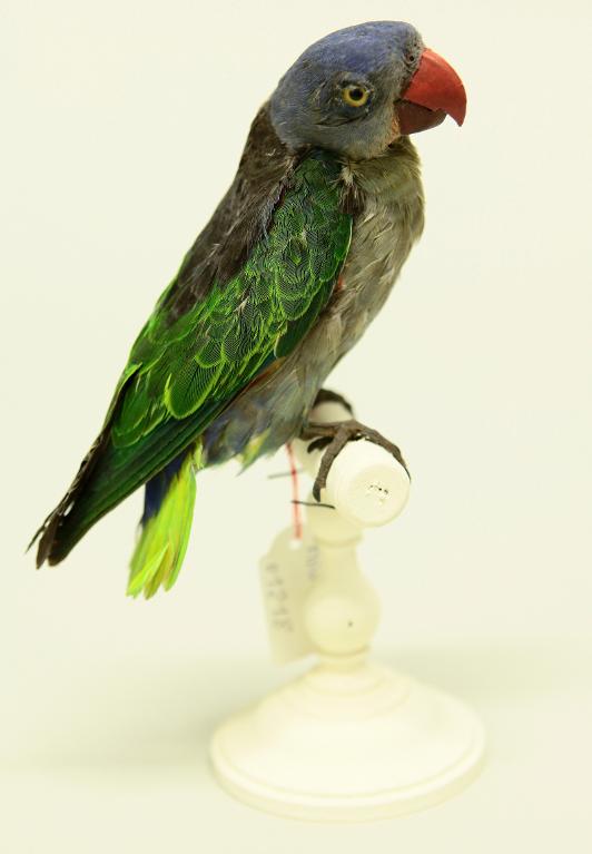 : oiseau : Perruche à croupion bleu