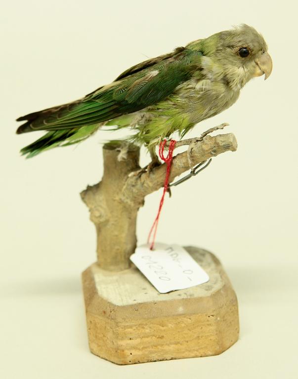 animal naturalisé : oiseau : Inséparable à tête grise