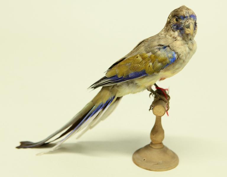 animal naturalisé : oiseau : Perruche à croupion rouge