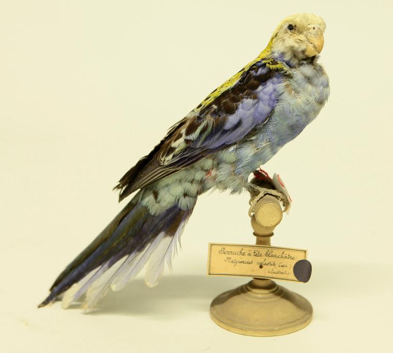 animal naturalisé : oiseau : Perruche à tête pâle
