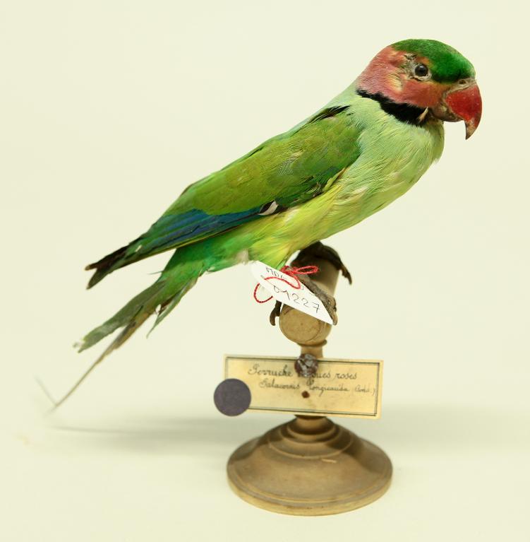 animal naturalisé : oiseau : Perruche à longs brins