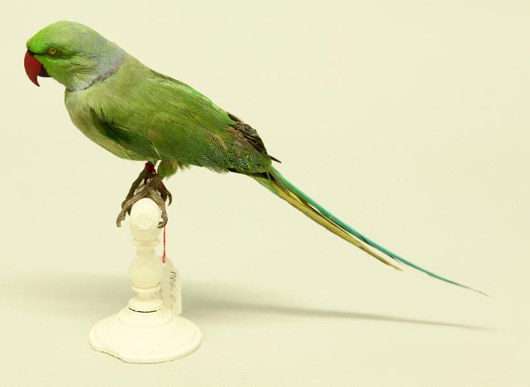 animal naturalisé : oiseau : Perruche à collier
