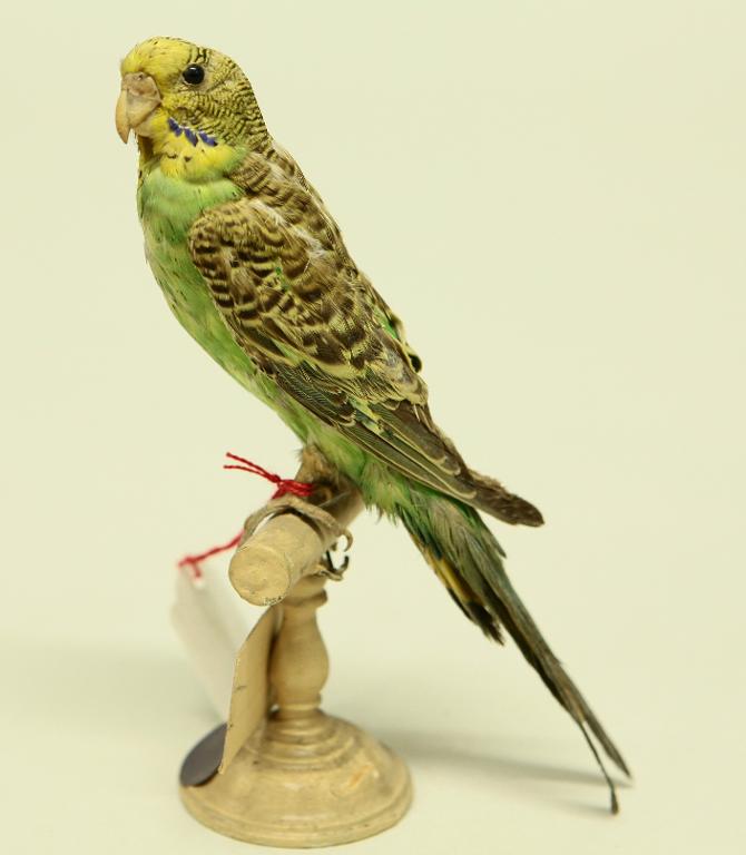 animal naturalisé : oiseau : Perruche ondulée