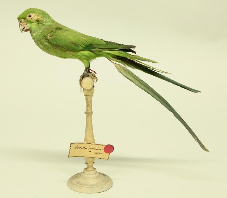 animal naturalisé : oiseau : Perruche à collier