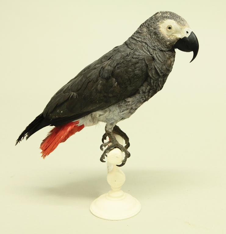 animal naturalisé : oiseau : Perroquet gris