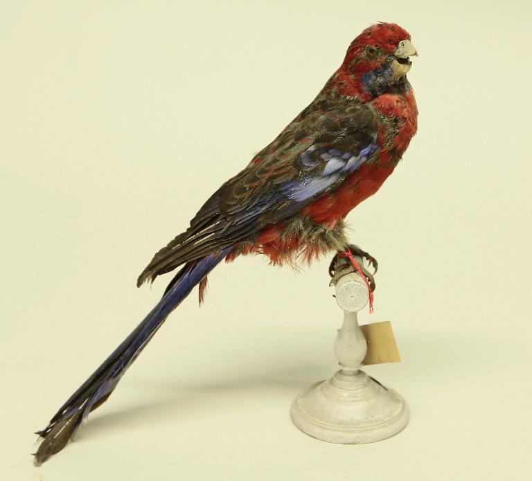 animal naturalisé : oiseau : Perruche de Pennant