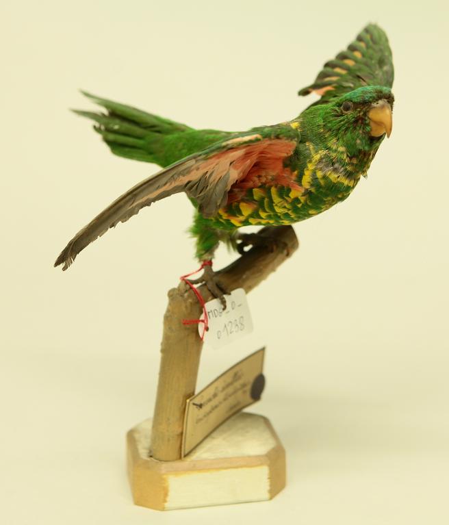 animal naturalisé : oiseau : Loriquet vert