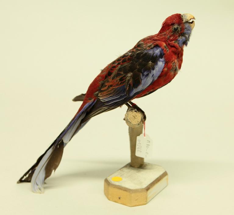 animal naturalisé : oiseau : Perruche de Pennant