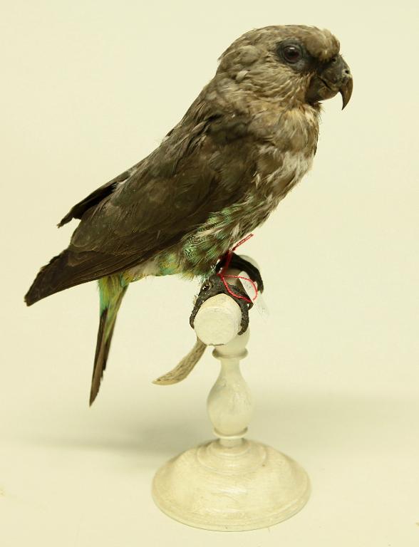 animal naturalisé : oiseau : Perroquet à ventre rouge