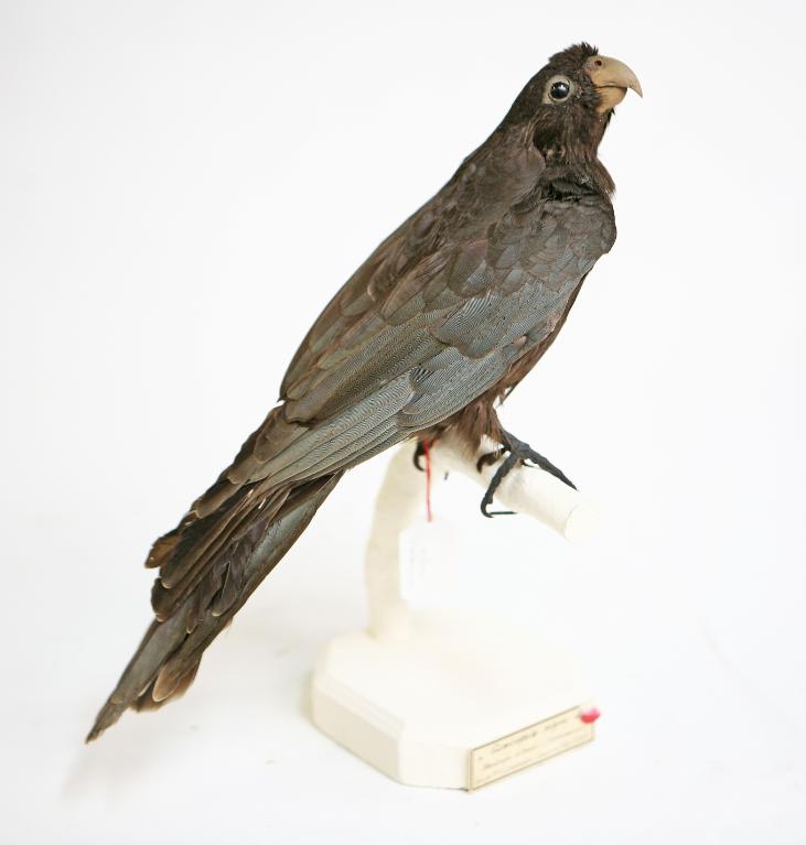 animal naturalisé : oiseau : Perroquet noir