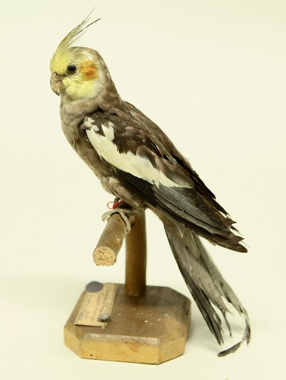 animal naturalisé : oiseau : Callopsitte élégante